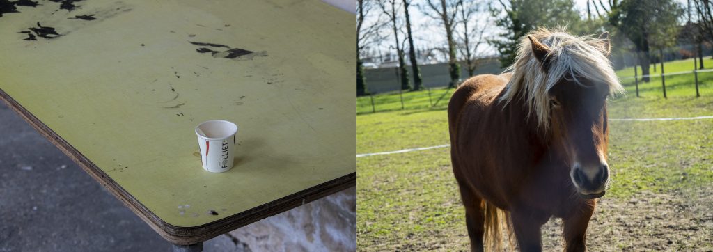 Une tasse en papier vide posée sur une table sale juxtaposé à un cheval solitaire dans un enclot