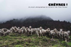Lire la suite à propos de l’article Chèvre !