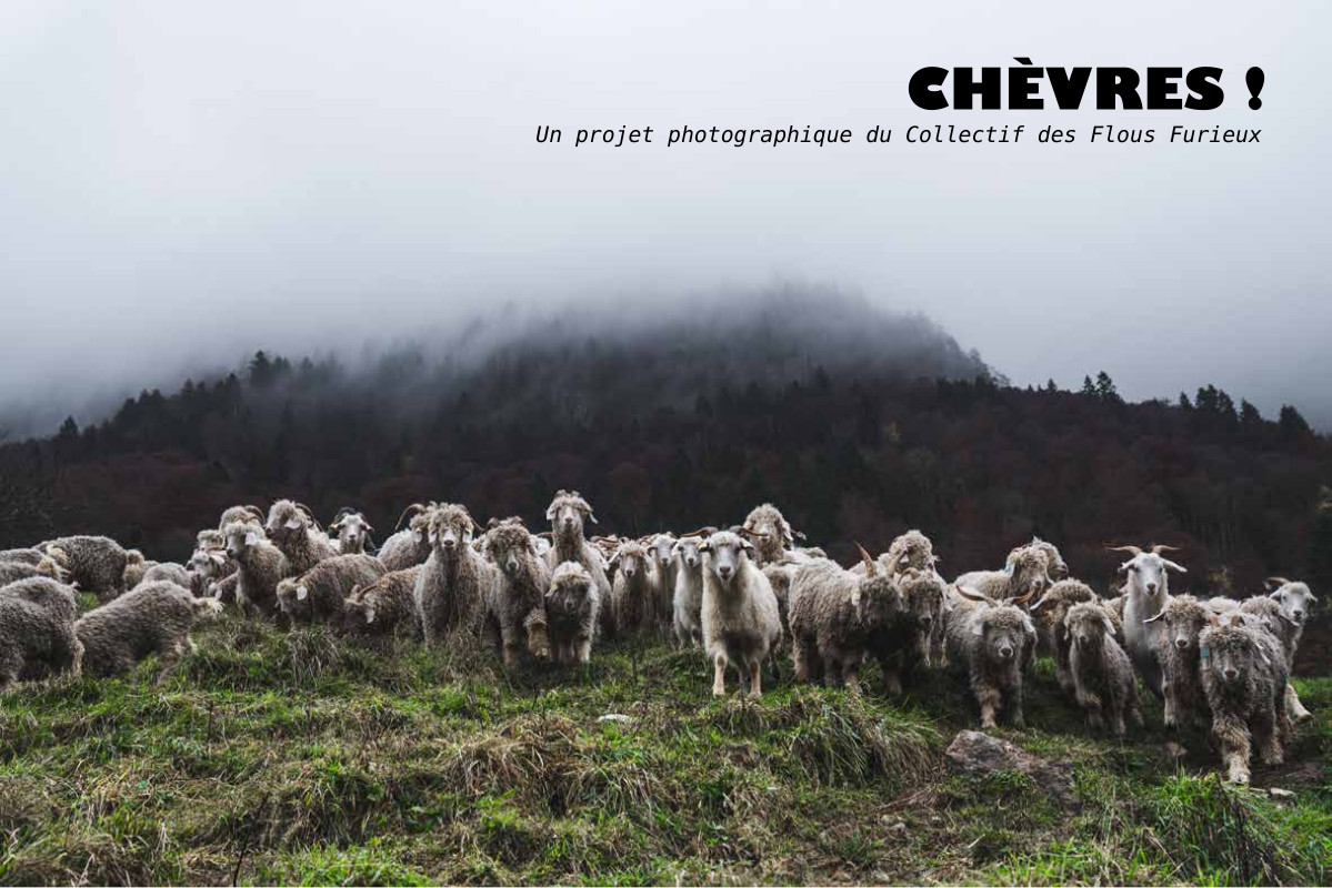 You are currently viewing Chèvre !